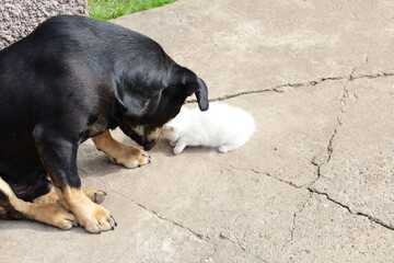 A large black dog cautiously sniffs a small white kitten lying on a concrete surface. This touching...