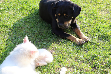 Dog and a white cat peacefully resting on green grass under the sun's rays. This idyllic scene...