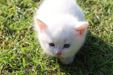 A gentle white kitten with blue eyes sits in lush green grass, basking in the sunlight. Its soft...