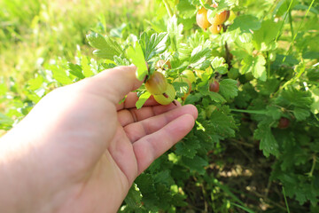 A hand picks ripe gooseberries from a bush, demonstrating the harvesting process. The image conveys...