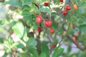 A close-up of a branch with bright red berries against a background of green leaves. The image perfectly demonstrates natural beauty, the freshness of a summer harvest, and details of the plant world.