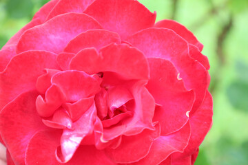 A close-up of a vibrant red rose with opened petals, showcasing its lush texture and intense color against a blurred green background. This image is perfect for demonstrating beauty, passion, and the 