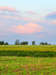A rural landscape where colorful fields stretch under a soft sky with pink clouds. This image is perfect for showcasing agriculture, natural beauty, and the tranquility of a summer evening.