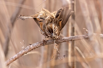 A wild song sparrow in a park in Colorado.