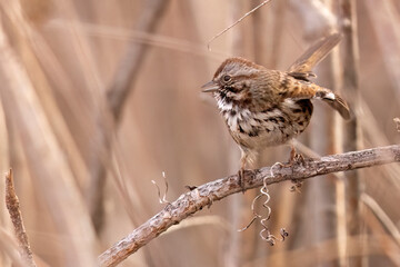 A wild song sparrow in a park in Colorado.