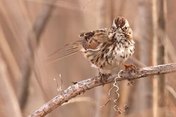 A wild song sparrow in a park in Colorado.