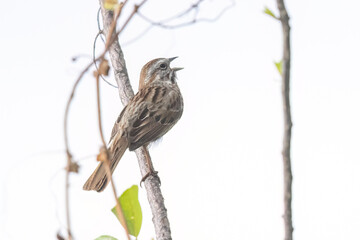 A wild song sparrow in a park in Colorado.