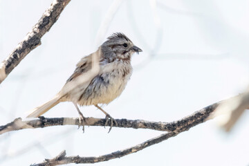 Naklejka premium A wild song sparrow in a park in Colorado.