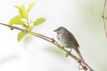 A wild song sparrow in a park in Colorado.