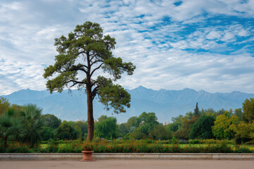 serene park in almaty featuring solitary pine tree with majestic mountains in background