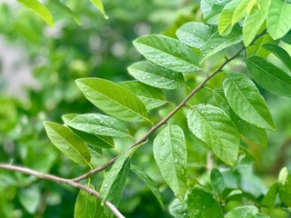 green leaves background