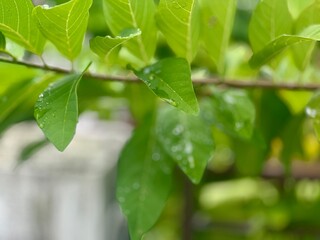green leaves on the tree