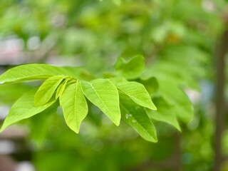 fresh green leaves