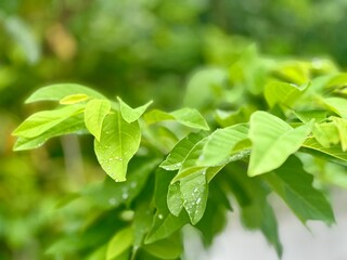 fresh green leaves