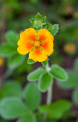 Beautiful close-up of potentilla argyrophylla