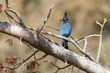 A wild Stellar's Jay foraging in a park in Colorado.