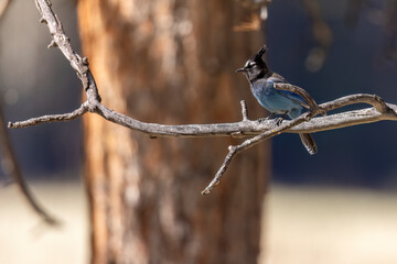 A wild Stellar's Jay foraging in a park in Colorado.