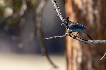 A wild Stellar's Jay foraging in a park in Colorado.