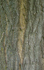 Beautiful close-up of the bark of styphnolobium japonicum