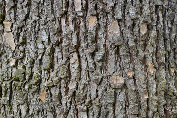 Beautiful close-up of the bark of cedrus libani