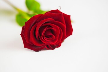 Close-up of red rose against white background