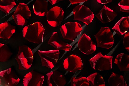 Fototapeta Red rose petals are scattering across dark matte surface in flat design, casting long shadows