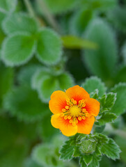 Beautiful close-up of potentilla argyrophylla