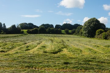 Green field on a countryside