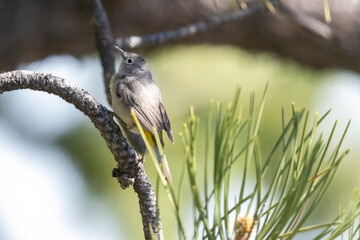 A wild Virginia's Warbler in a park in Colorado