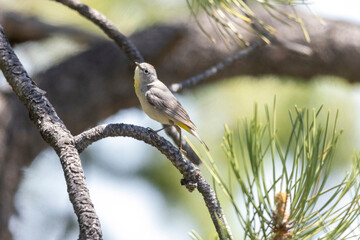 A wild Virginia's Warbler in a park in Colorado