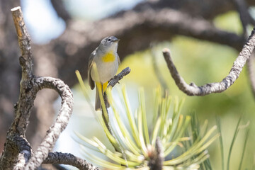 A wild Virginia's Warbler in a park in Colorado