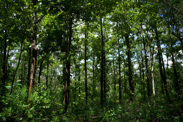 Teak trees (Tectona grandis) forest plantation in Gunung Kidul, Yogyakarta, Indonesia