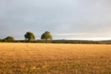 Gardinen Trees on agriculture land © vectorfusionart