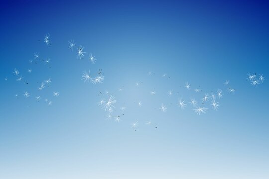 Fototapeta Digitally generated dandelion seeds against blue sky