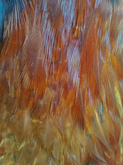 colorful macro rooster feathers