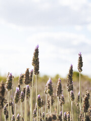 Close-Up of Lavender Flowers in a Field