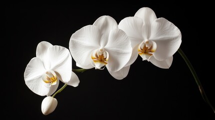Three white orchids against black