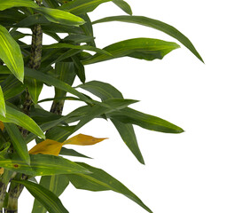 Pleomele Dracaena reflexa Plant isolated on transparent background. PNG Pleomele plant isolated on transparent background. Plant leaves PNG transparent. decorative house plant PNG.