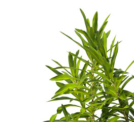 Pleomele Dracaena reflexa Plant isolated on transparent background. PNG Pleomele plant isolated on transparent background. Plant leaves PNG transparent. decorative house plant PNG.