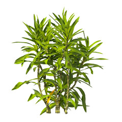 Pleomele Dracaena reflexa Plant isolated on transparent background. PNG Pleomele plant isolated on transparent background. Plant leaves PNG transparent. decorative house plant PNG.
