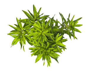 Pleomele Dracaena reflexa Plant isolated on transparent background. PNG Pleomele plant isolated on transparent background. Plant leaves PNG transparent. decorative house plant PNG.