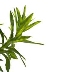 Pleomele Dracaena reflexa Plant isolated on transparent background. PNG Pleomele plant isolated on transparent background. Plant leaves PNG transparent. decorative house plant PNG.