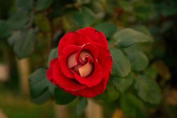 Close-up of a Red Rose Flower