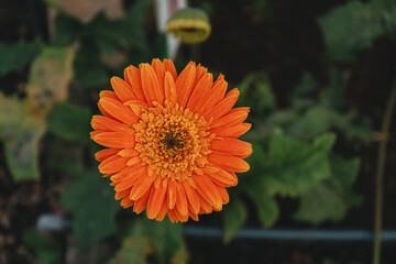 Vibrant Orange Gerbera Flower Close-Up