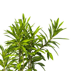 Pleomele Dracaena reflexa Plant isolated on transparent background. PNG Pleomele plant isolated on transparent background. Plant leaves PNG transparent. decorative house plant PNG.