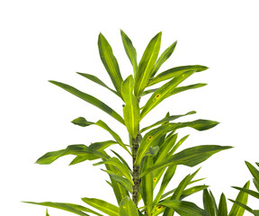 Pleomele Dracaena reflexa Plant isolated on transparent background. PNG Pleomele plant isolated on transparent background. Plant leaves PNG transparent. decorative house plant PNG.