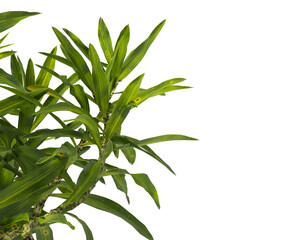 Pleomele Dracaena reflexa Plant isolated on transparent background. PNG Pleomele plant isolated on transparent background. Plant leaves PNG transparent. decorative house plant PNG.