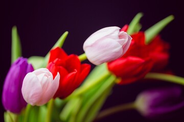 Pink red purple tulip bouquet is being shown in flat design with dark seamless background