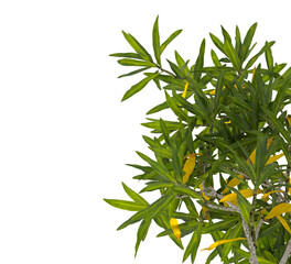 Pleomele Dracaena reflexa Plant isolated on transparent background. PNG Pleomele plant isolated on transparent background. Plant leaves PNG transparent. decorative house plant PNG.