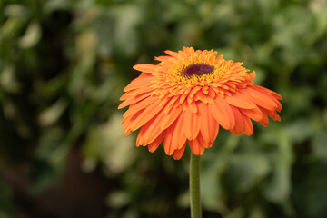 Close-Up of an Orange Gerbera Flower